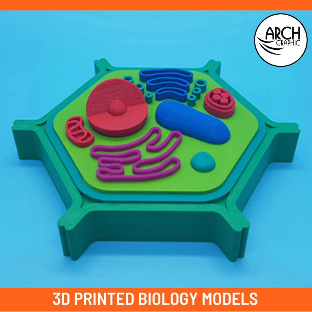 3D Printed biology models