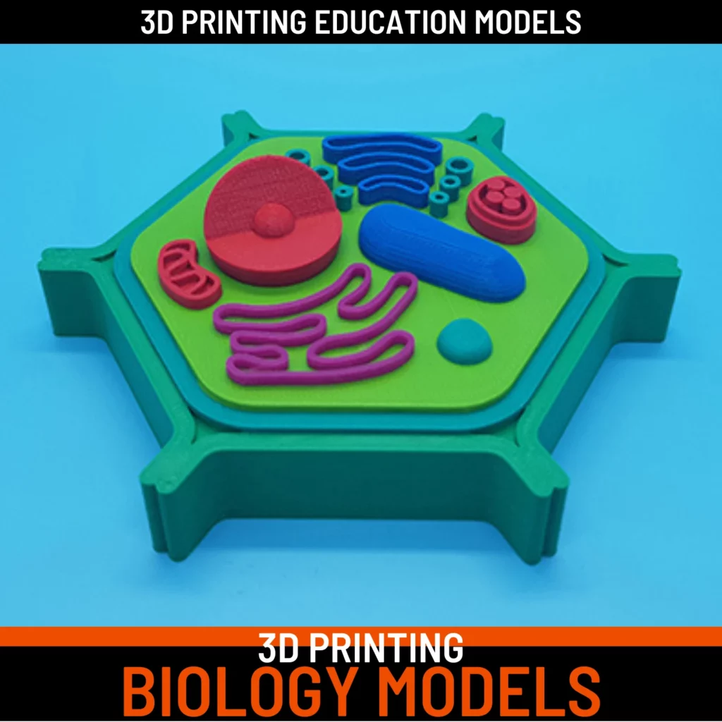 3D Printed biology models in UAE