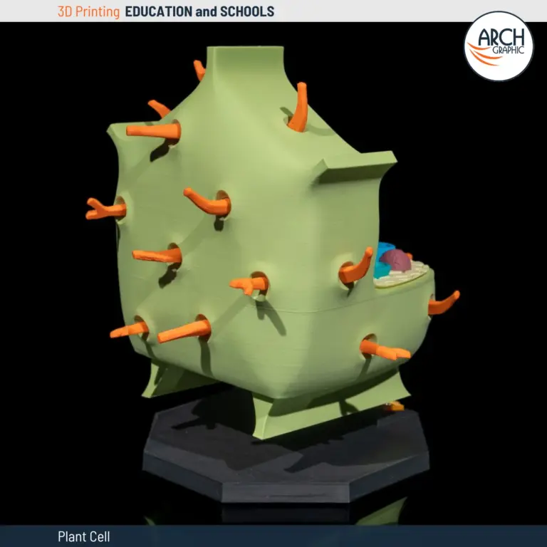 3D printed model of a plant cell with detailed organelles
