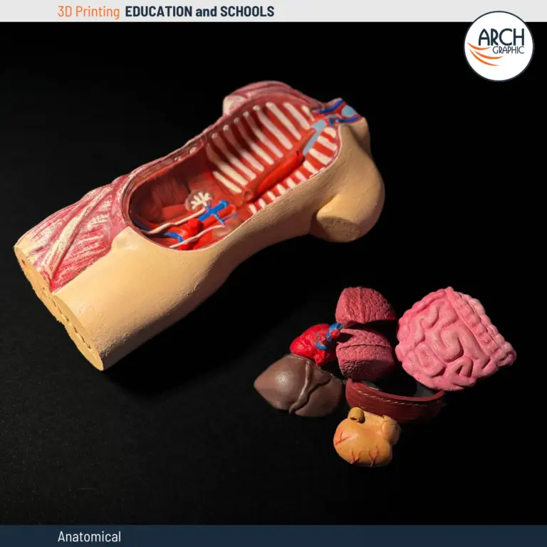 3D printed human anatomical torso model for medical education