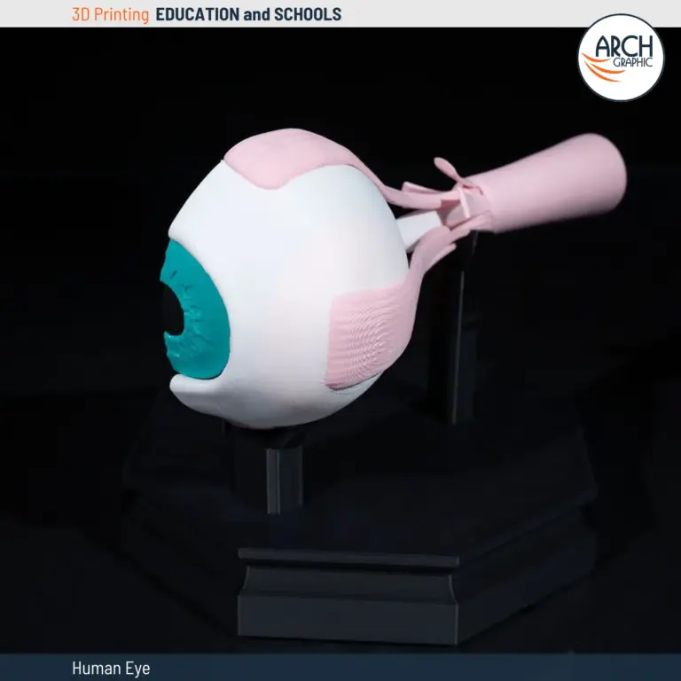 3D printed human eye anatomical model for education