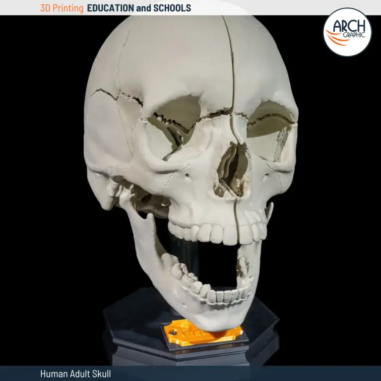 3D printed human skull model side view for medical education