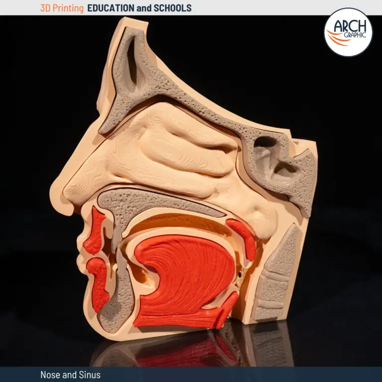 3D printed anatomical nose and sinus model for medical study
