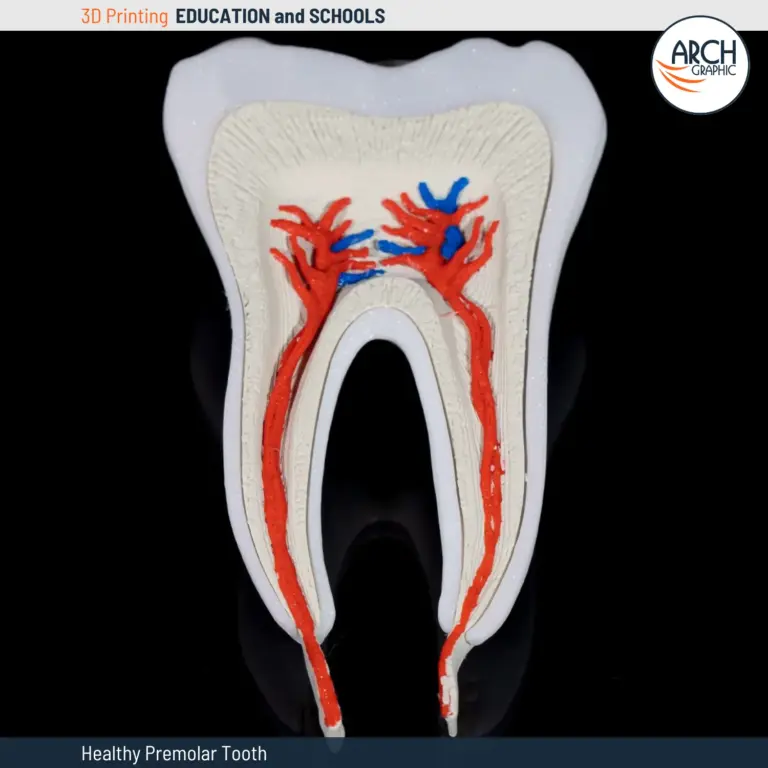 Detailed 3D printed healthy premolar tooth model showing nerves and blood vessels.