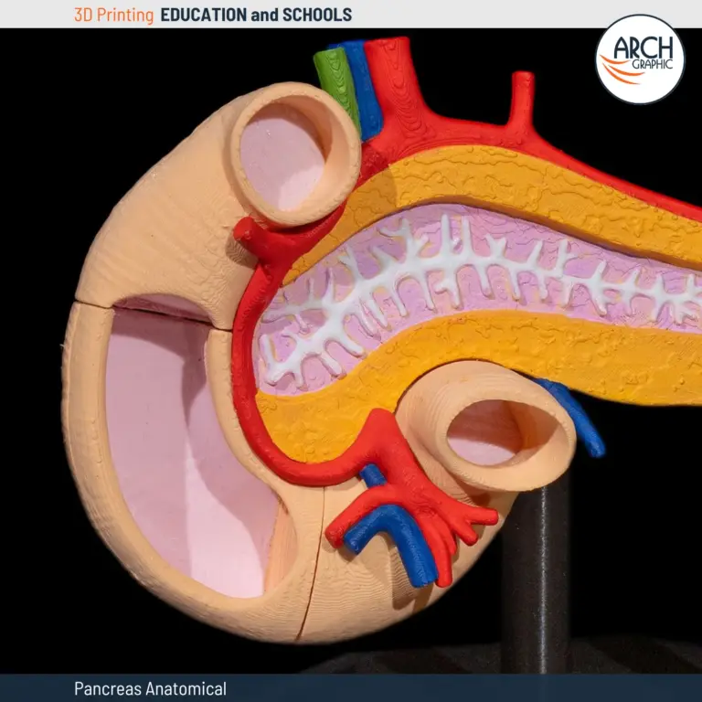 3D Printed Pancreas Model