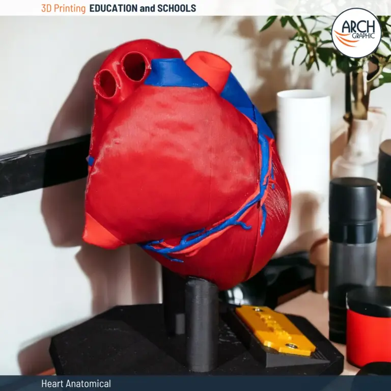 A 3D-printed anatomical heart model displaying external blood vessels and arteries.