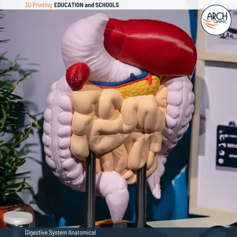 3D-printed anatomical model of the human digestive system