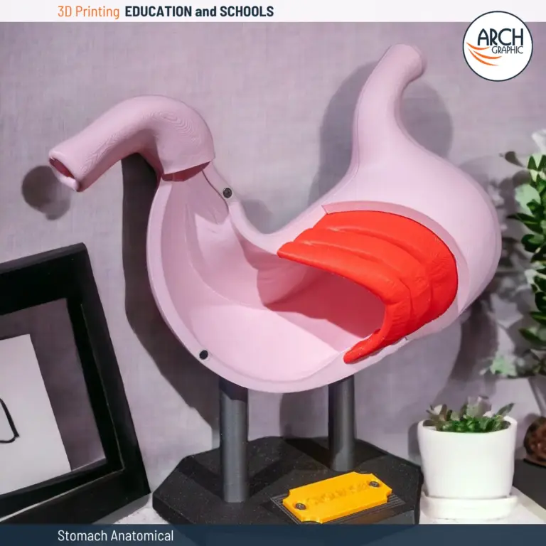 3D-printed anatomical model of a human stomach