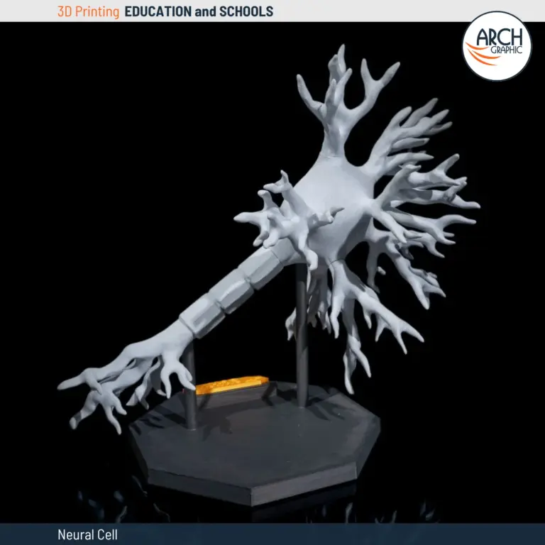 3D-printed neural cell model with detailed axons and dendrites