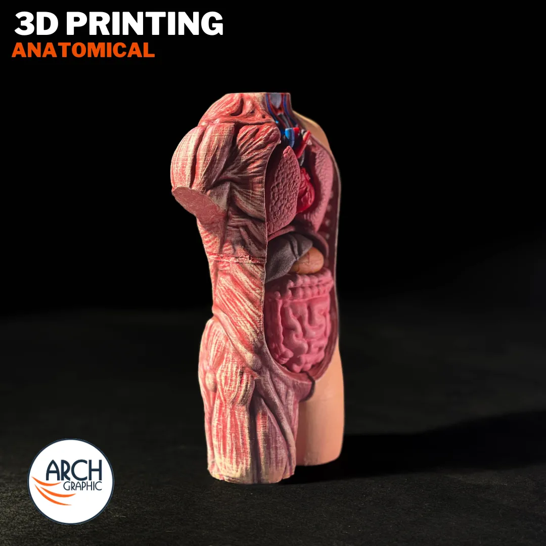 3D printed anatomical model for school projects and educational use in UAE and Sharjah