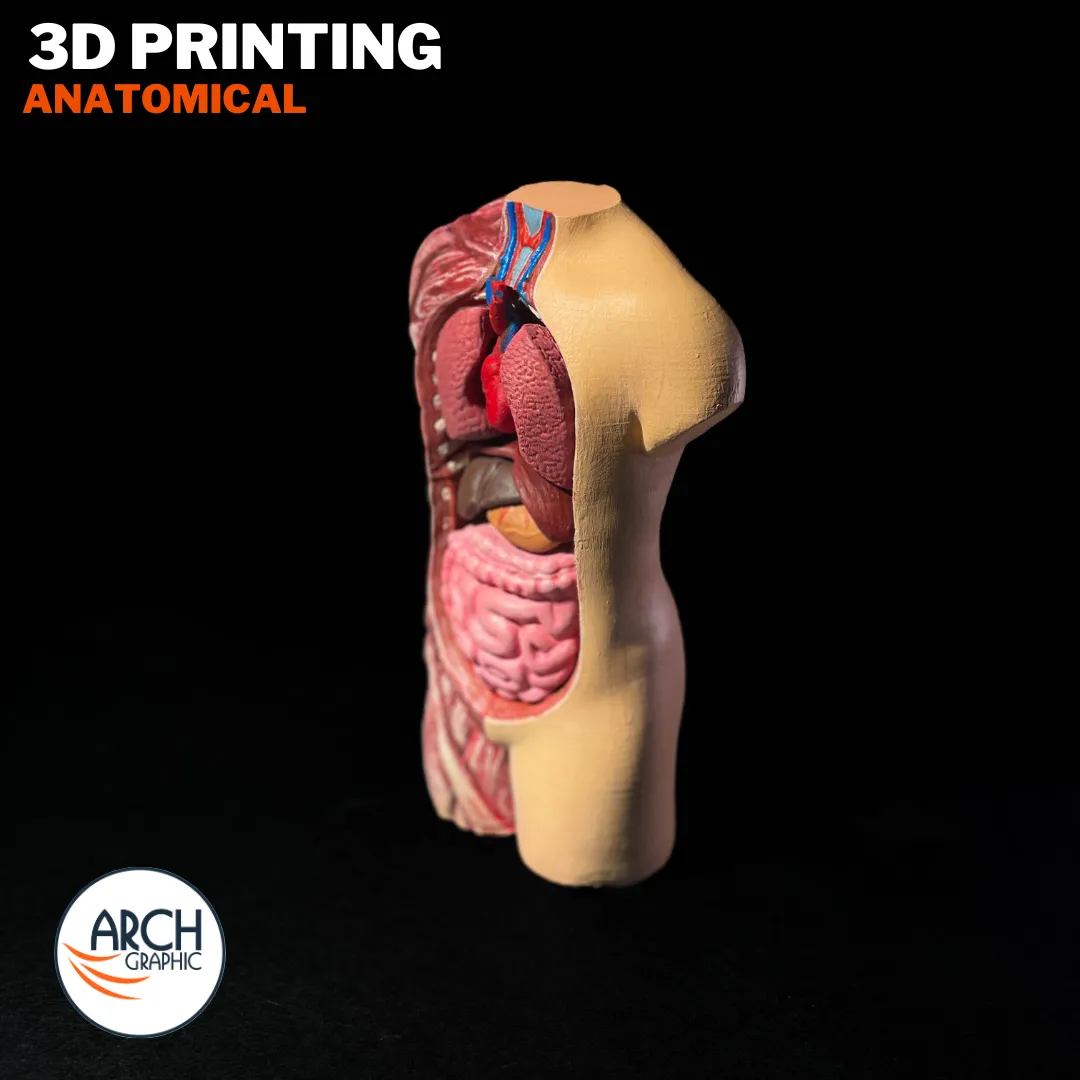 Side view of a 3D printed anatomical model for student projects in UAE and Sharjah