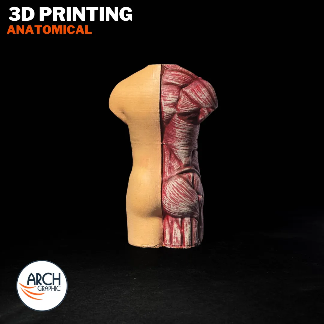Full anatomical 3D printed model on display for educational and medical training in UAE and Sharjah