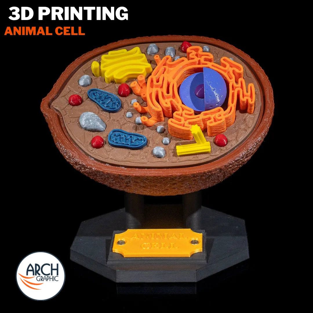 3D printed animal cell model for school projects and educational use in UAE and Sharjah