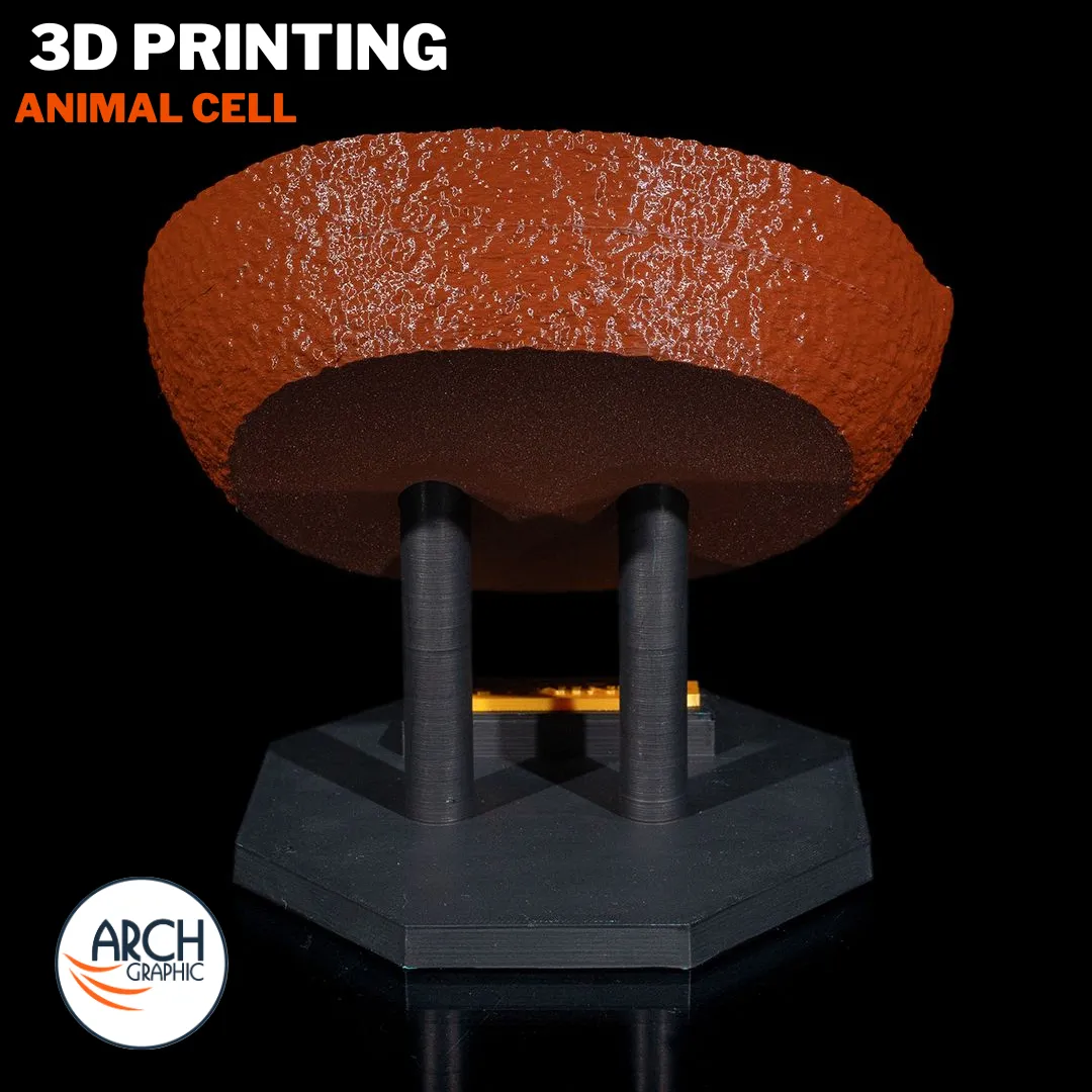 3D printed animal cell model for student projects in UAE and Sharjah