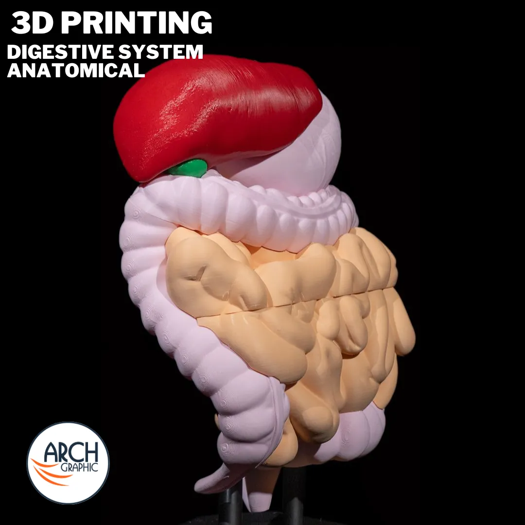 3D printed anatomical model of the digestive system for educational training in UAE and Sharjah