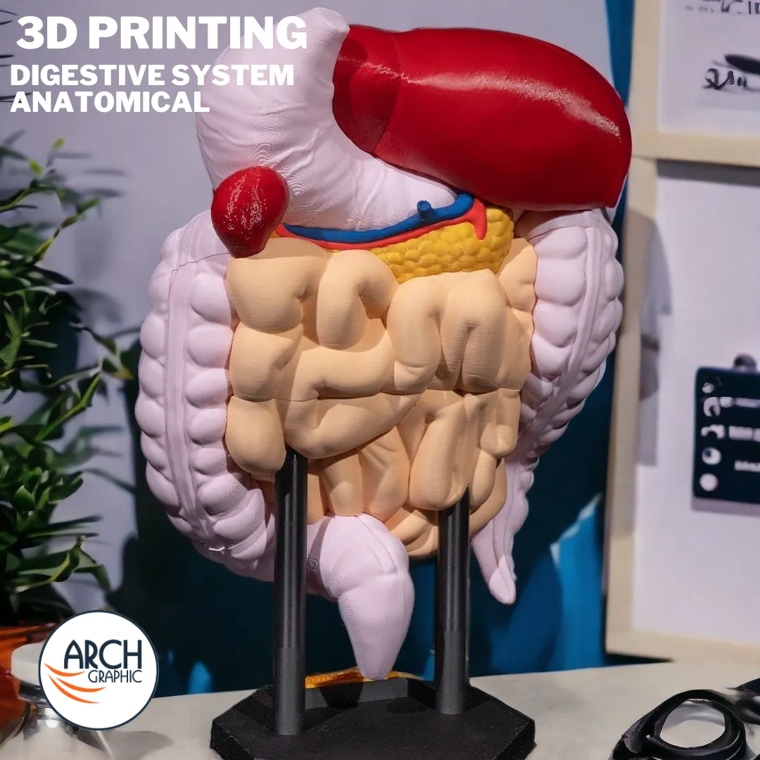3D printed digestive system model designed for medical training and student learning in UAE