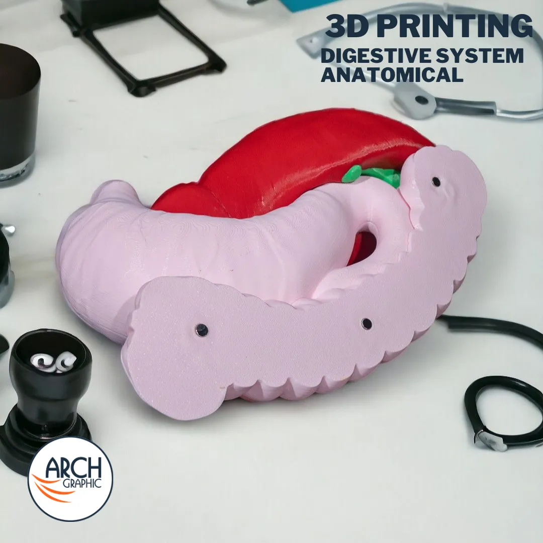 3D printed digestive system anatomical model with labeled organs for detailed medical training in UAE