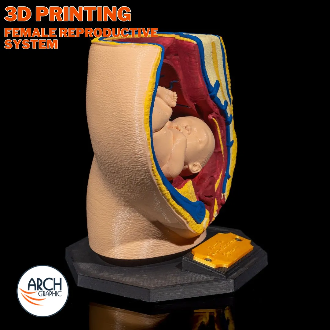 3D printed female reproductive system model for medical education and school projects in UAE
