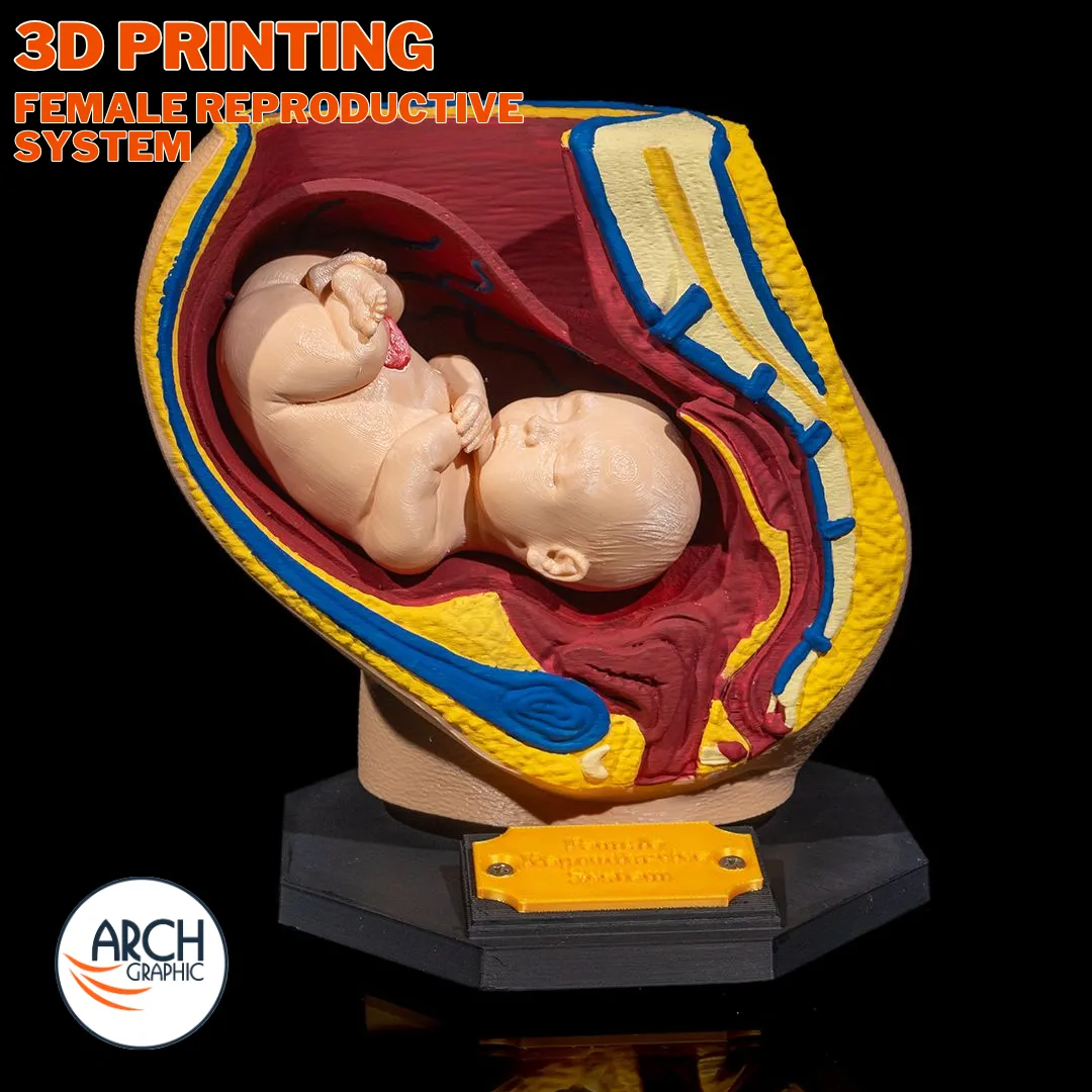 3D printed anatomical model of the female reproductive system for medical training in UAE and Sharjah