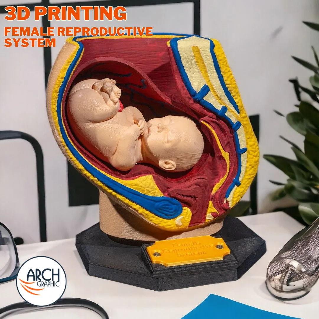 3D printed female reproductive system model designed for medical students and university training in UAE