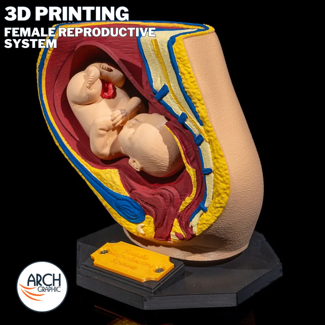 3D printed female reproductive system training model for anatomy lessons in schools, universities, and medical centers in UAE