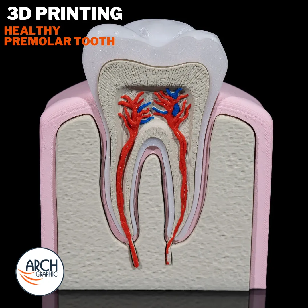3D printed premolar tooth model for dental education and school projects in UAE
