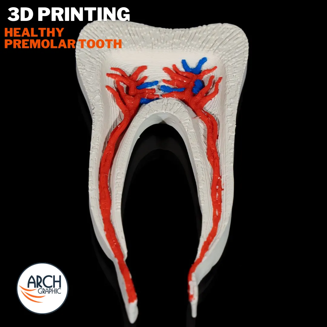 3D printed healthy premolar tooth training model for dental schools, universities, and professional workshops in UAE