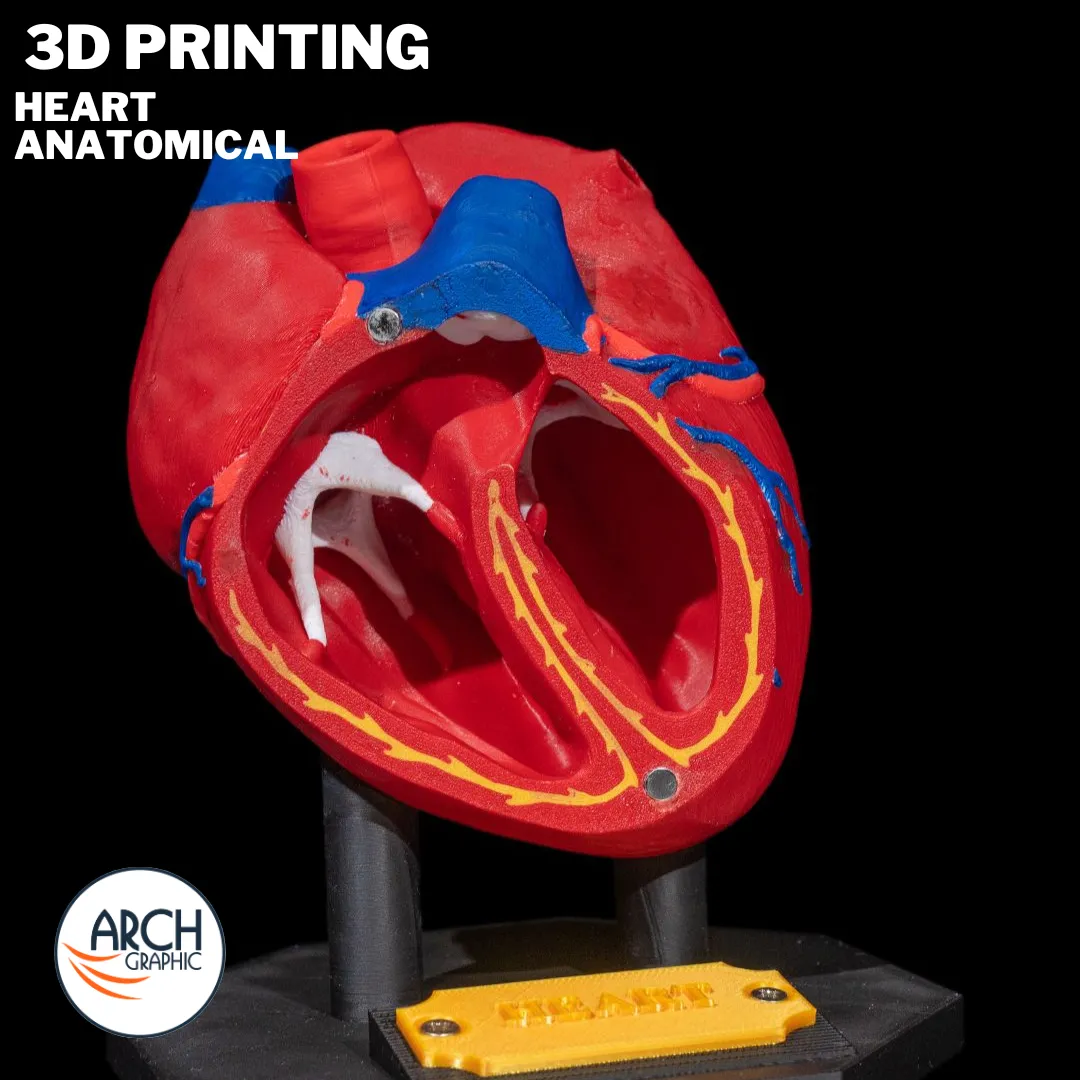 3D printed heart anatomical model for medical education and school projects in UAE