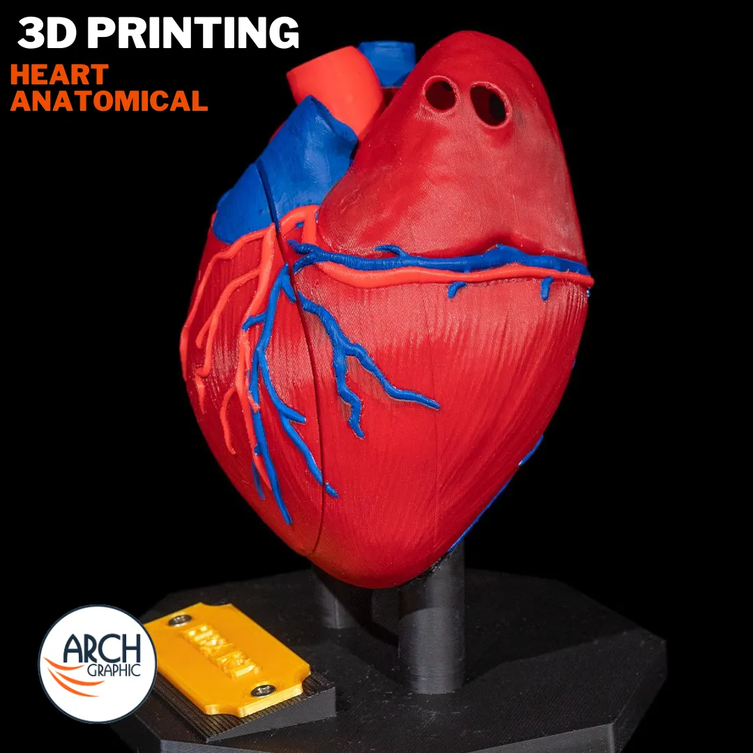 3D printed heart model designed for medical students and university training in UAE