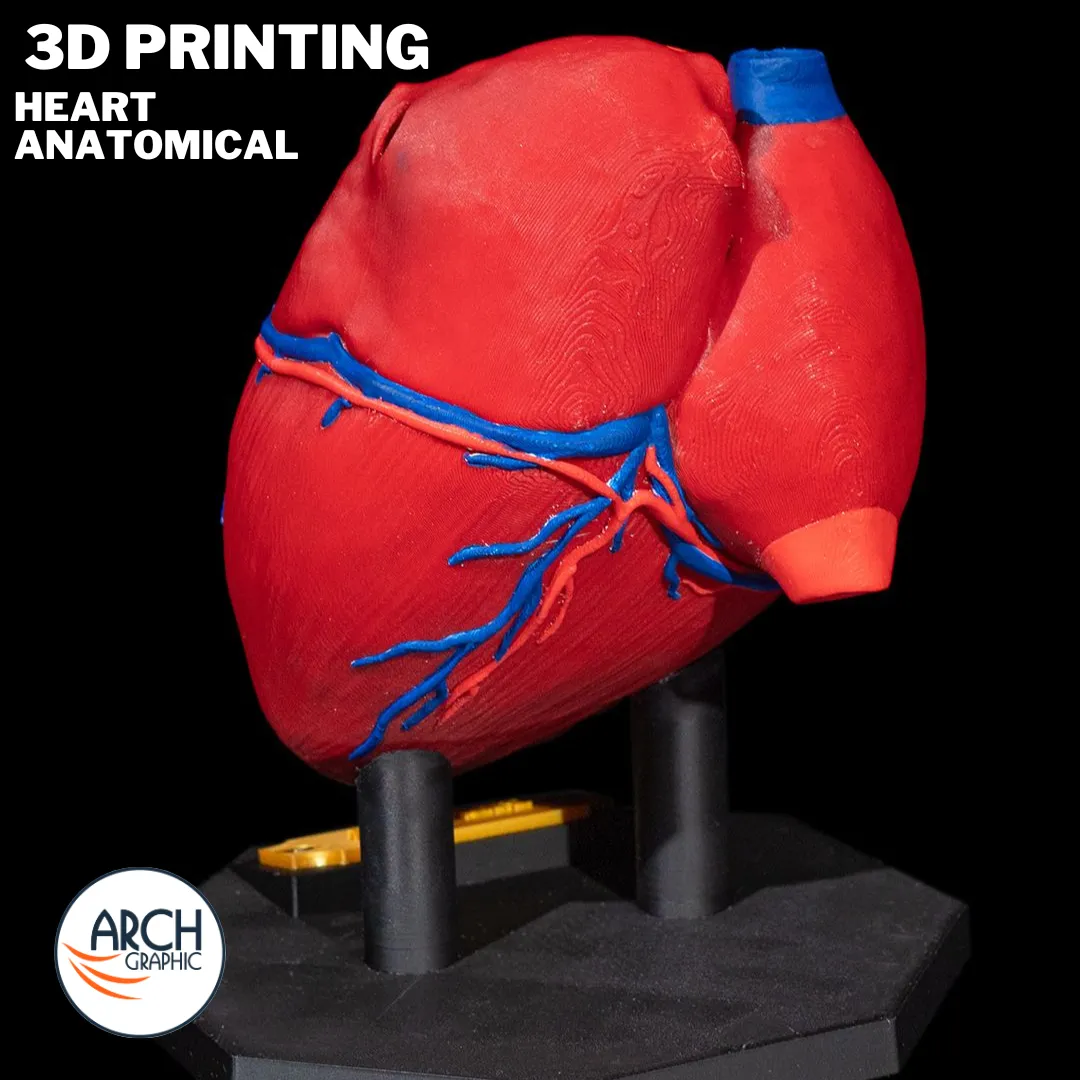 3D printed heart training model for anatomy lessons in schools, universities, and medical centers in UAE
