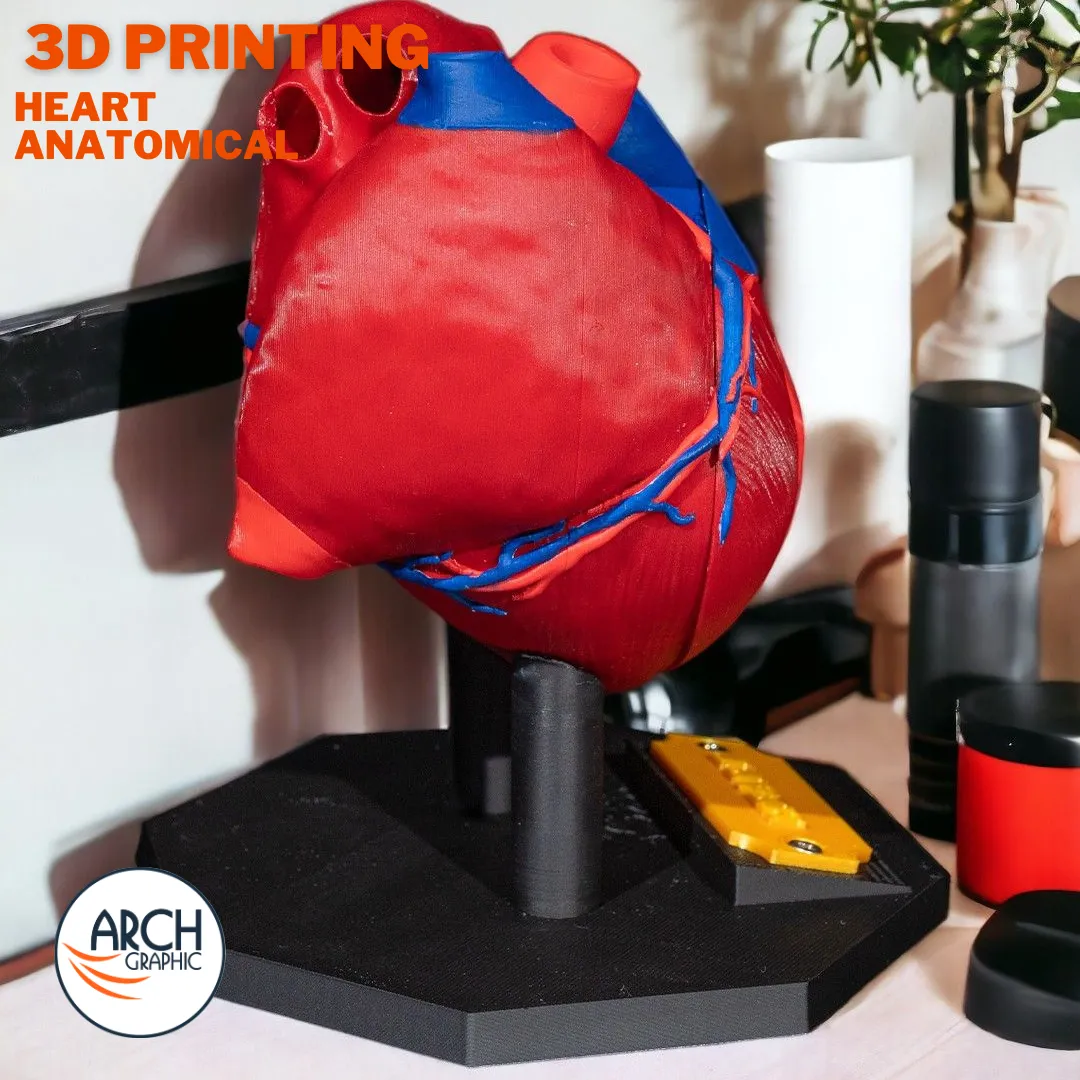 3D printed heart anatomical model with labeled sections for detailed medical training in UAE