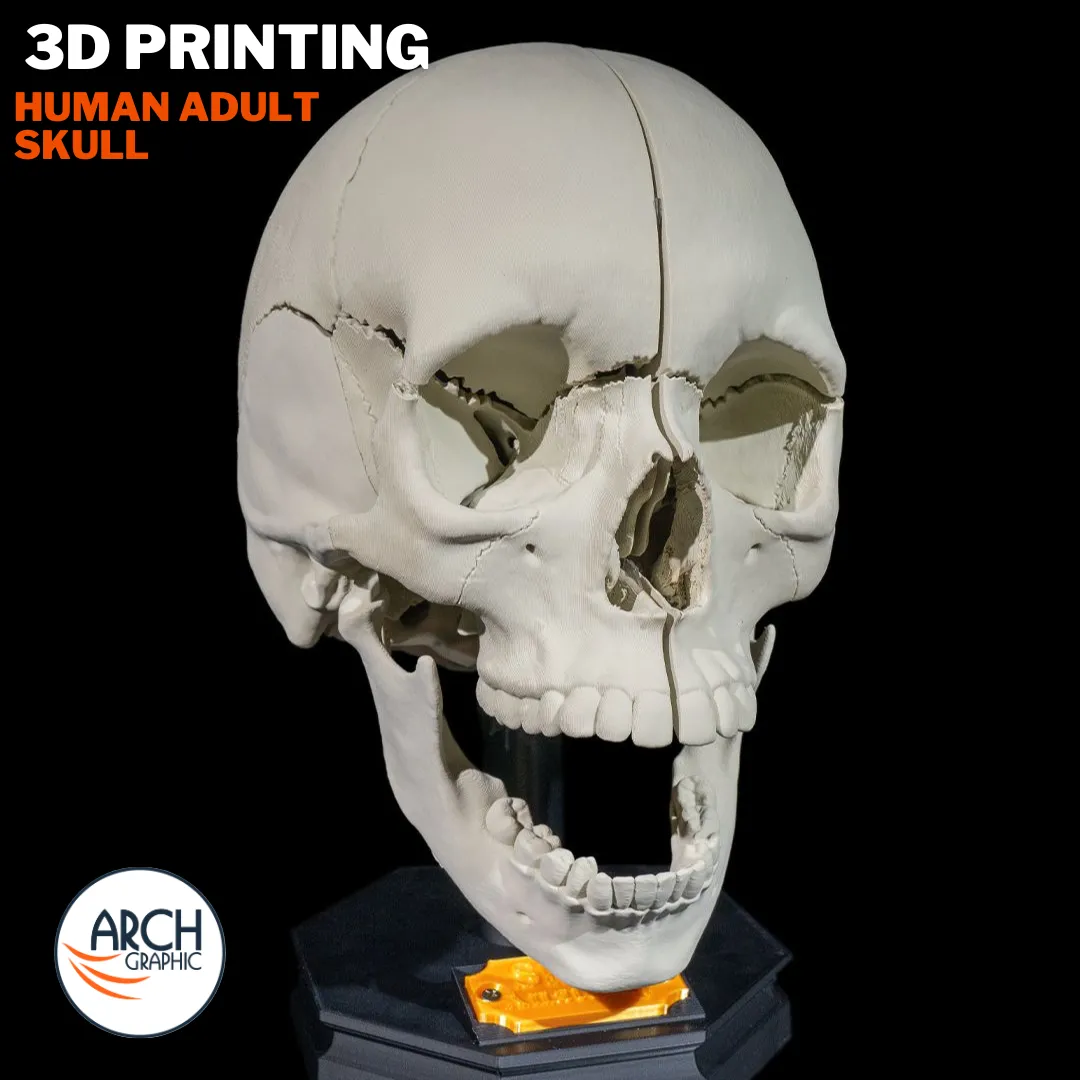 3D printed human adult skull model for medical education and school projects in UAE