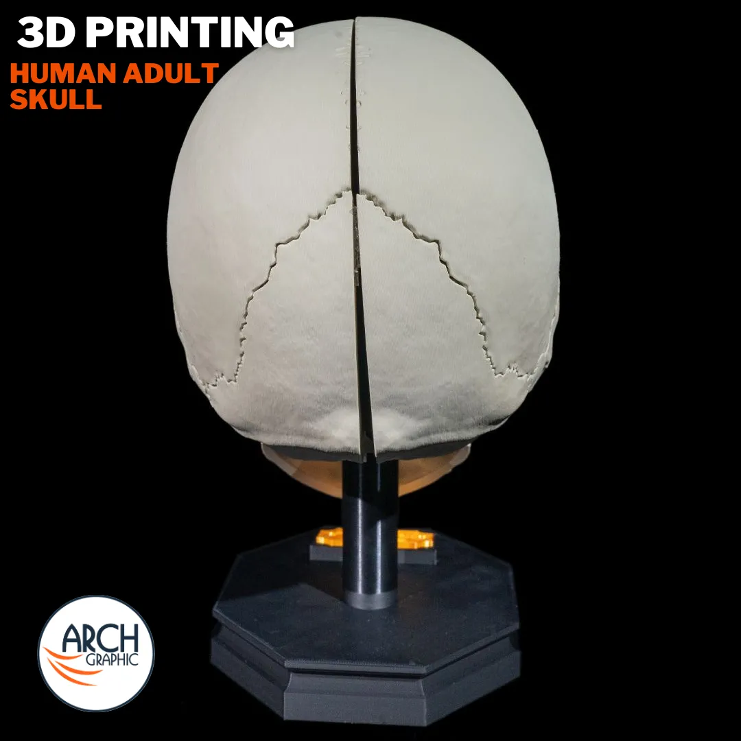 3D printed anatomical model of the human skull for medical training in UAE and Sharjah