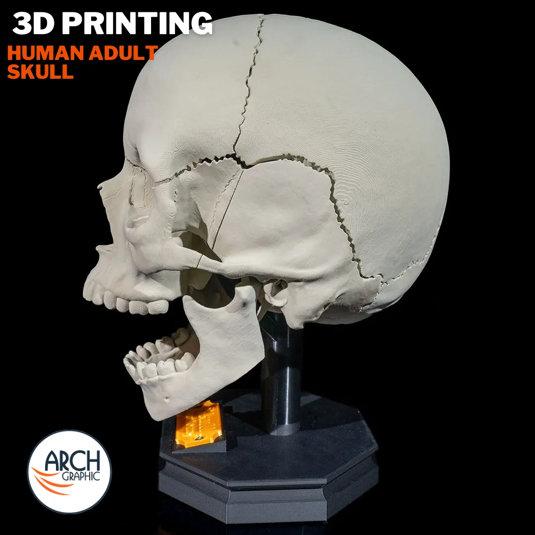 3D printed skull training model for anatomy lessons in schools, universities, and medical centers in UAE