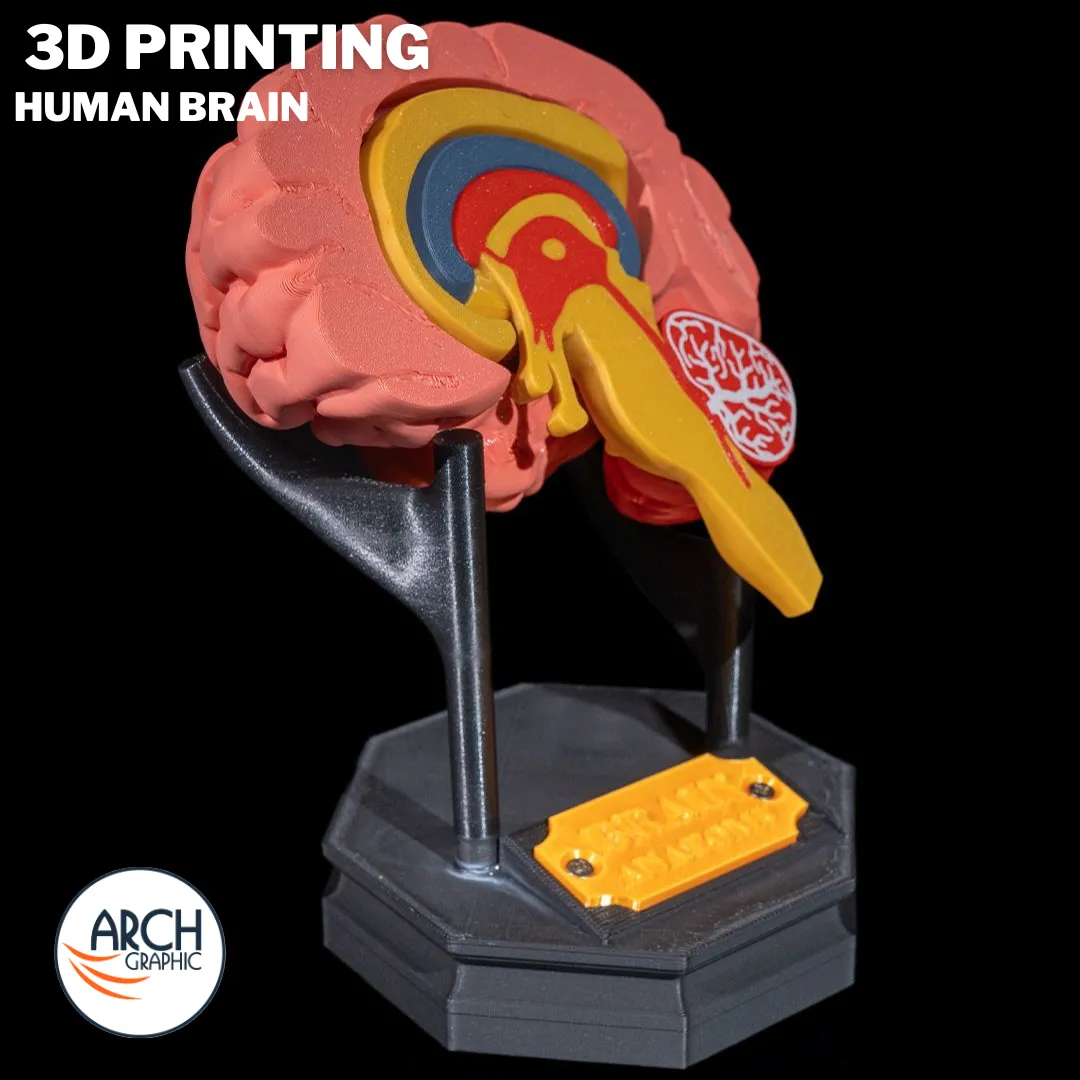 3D printed human brain anatomical model for medical education and school projects in UAE