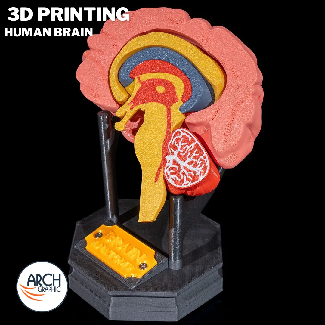 3D printed anatomical model of the human brain for medical training in UAE and Sharjah