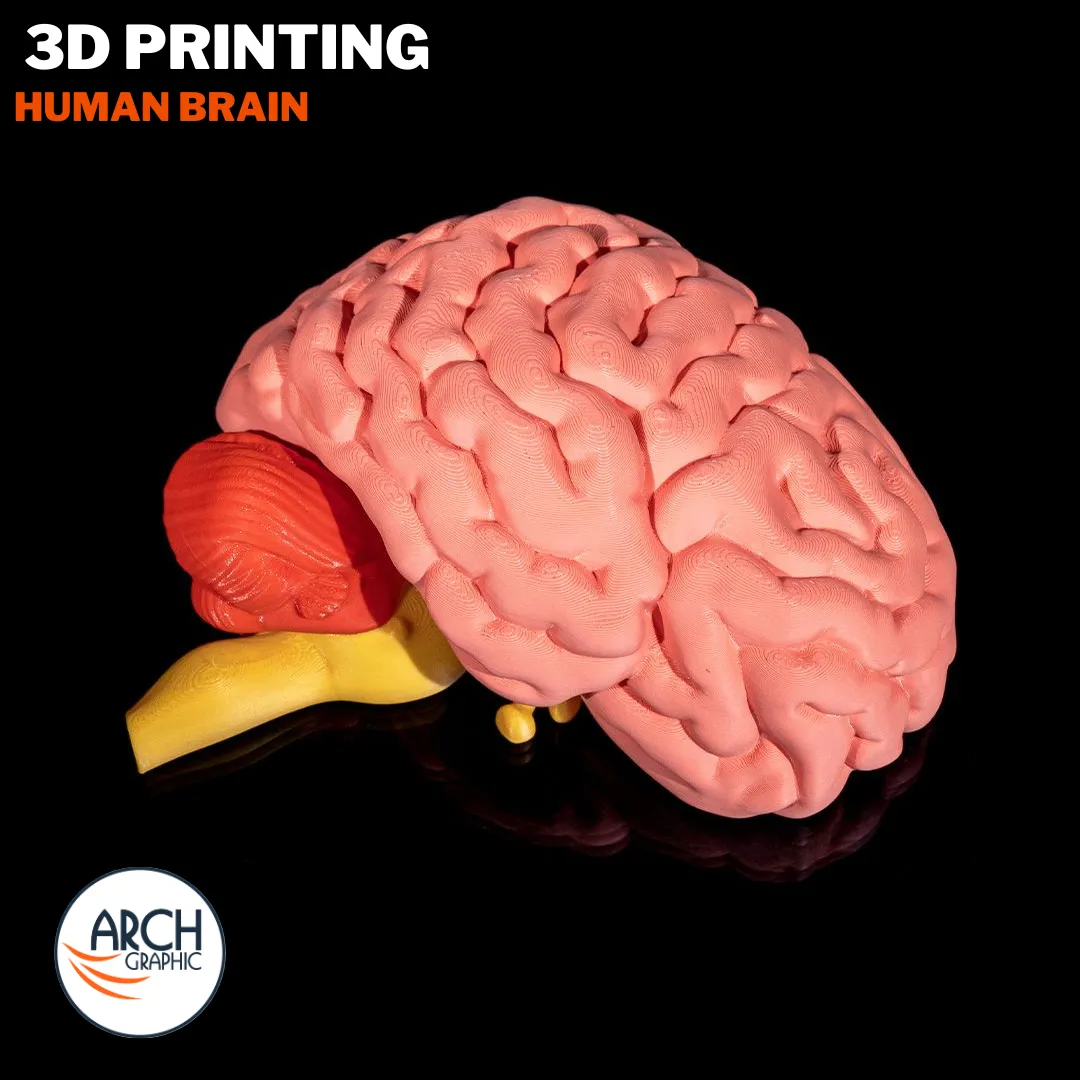 3D printed brain training model for anatomy lessons in schools, universities, and medical centers in UAE