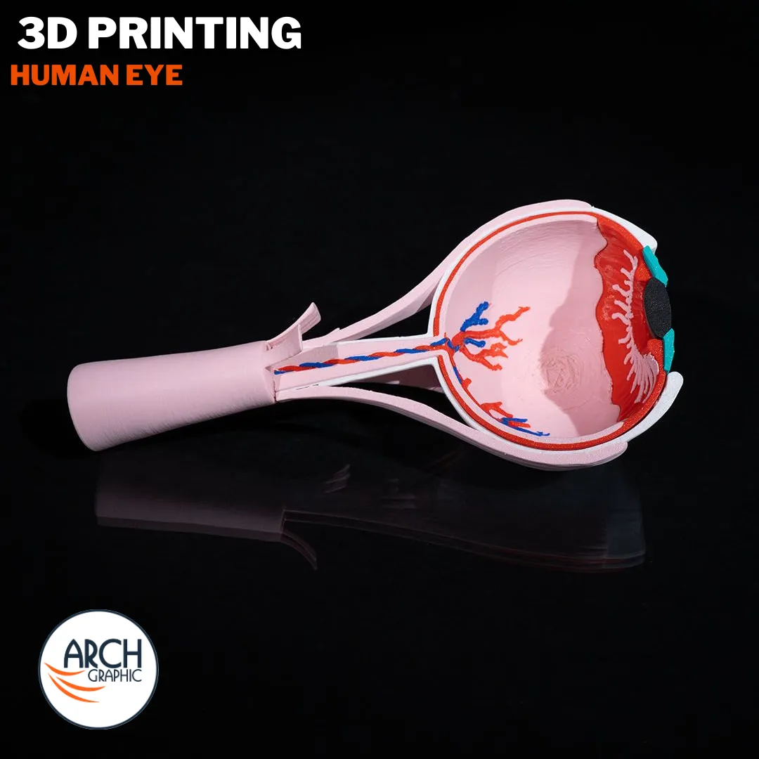 3D printed human eye anatomical model for medical education and school projects in UAE