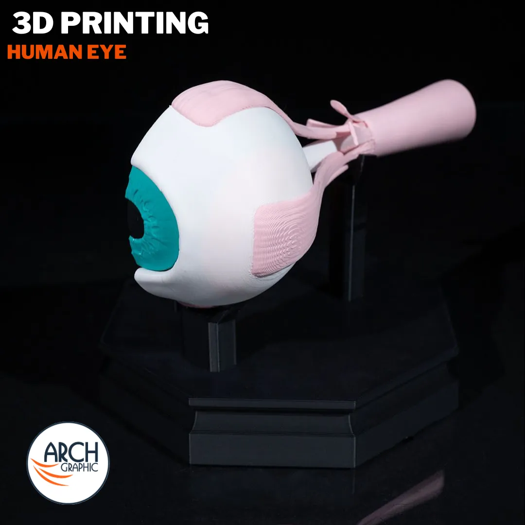 3D printed anatomical model of the human eye for medical training in UAE and Sharjah