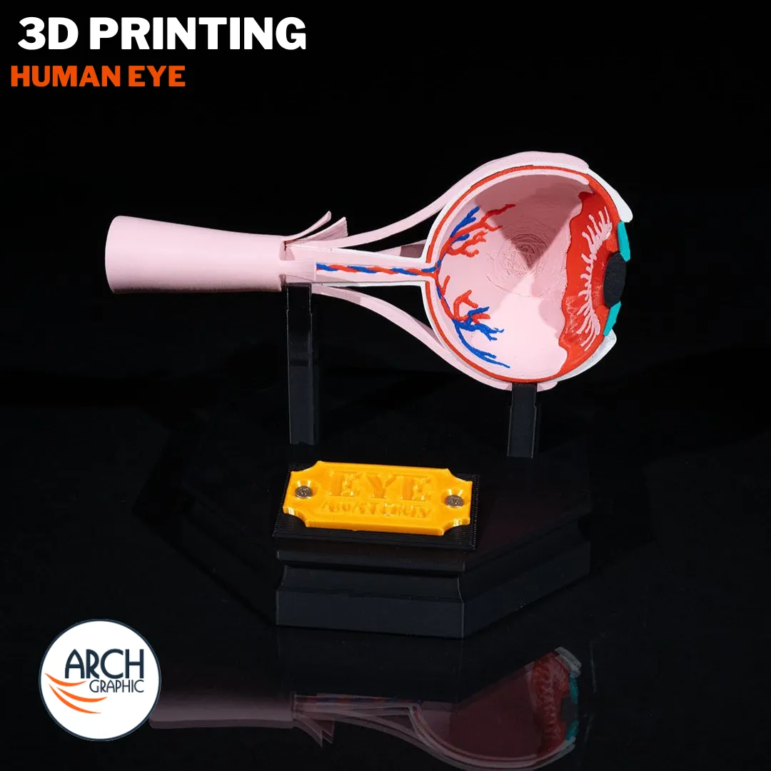3D printed human eye training model for anatomy lessons in schools, universities, and medical centers in UAE