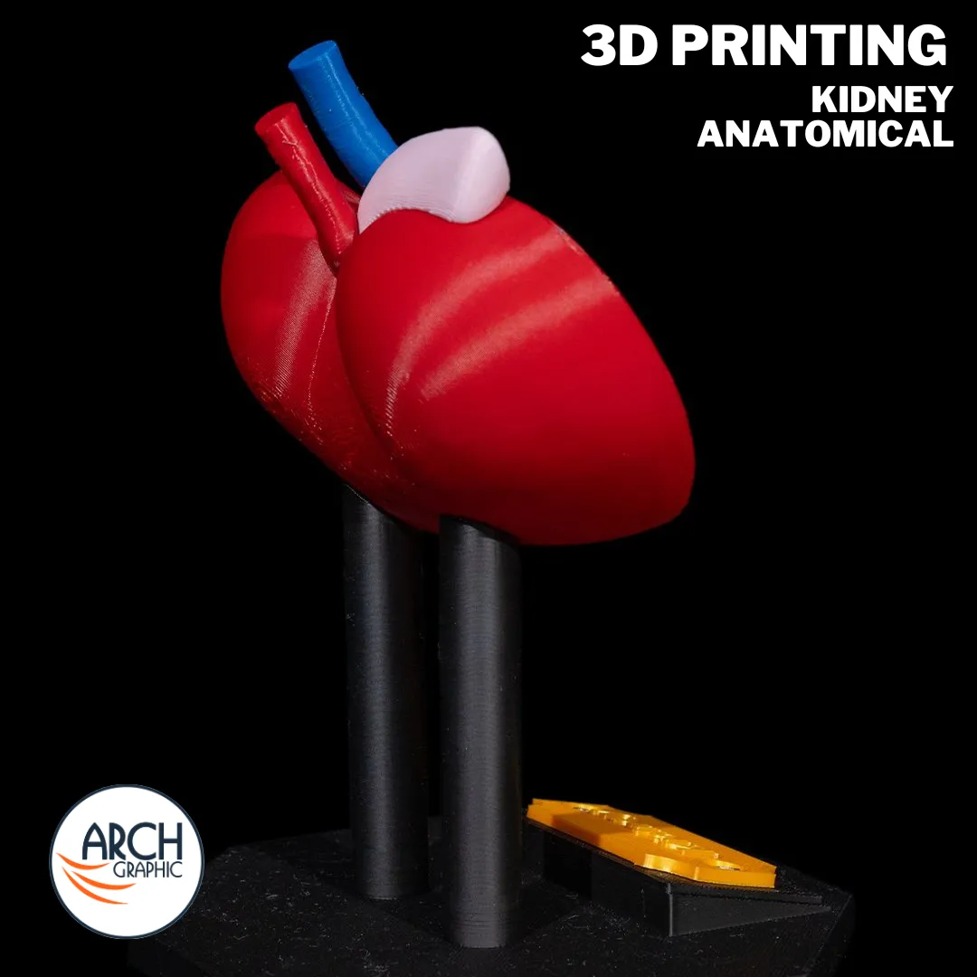 3D printed kidney anatomical model with labeled sections for detailed medical training in UAE