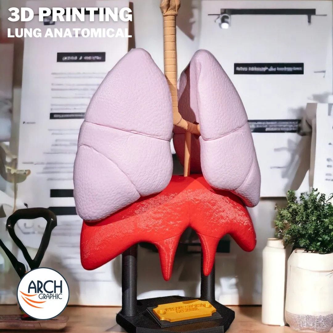 3D printed lung anatomical model for medical education and school projects in UAE