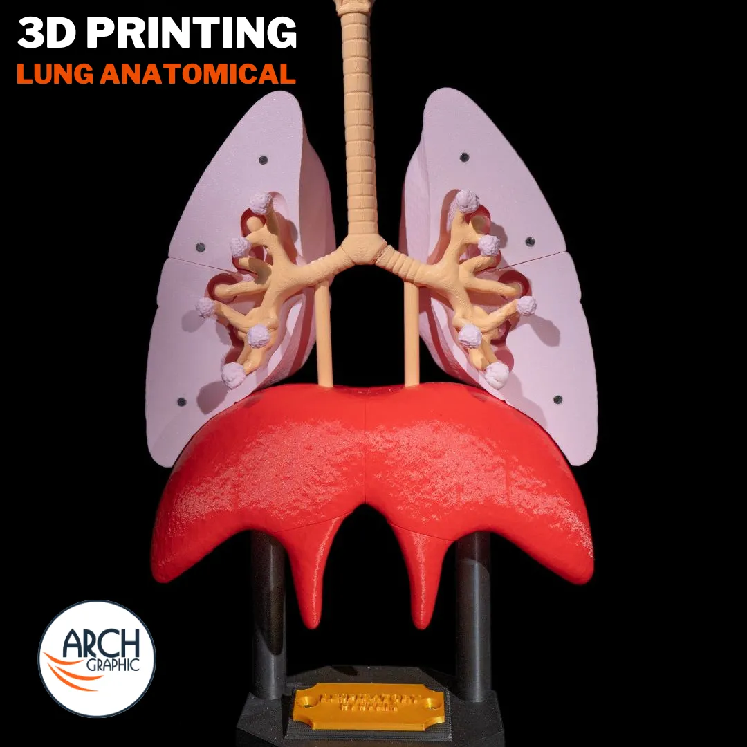 3D printed anatomical model of the human lung for medical training in UAE and Sharjah