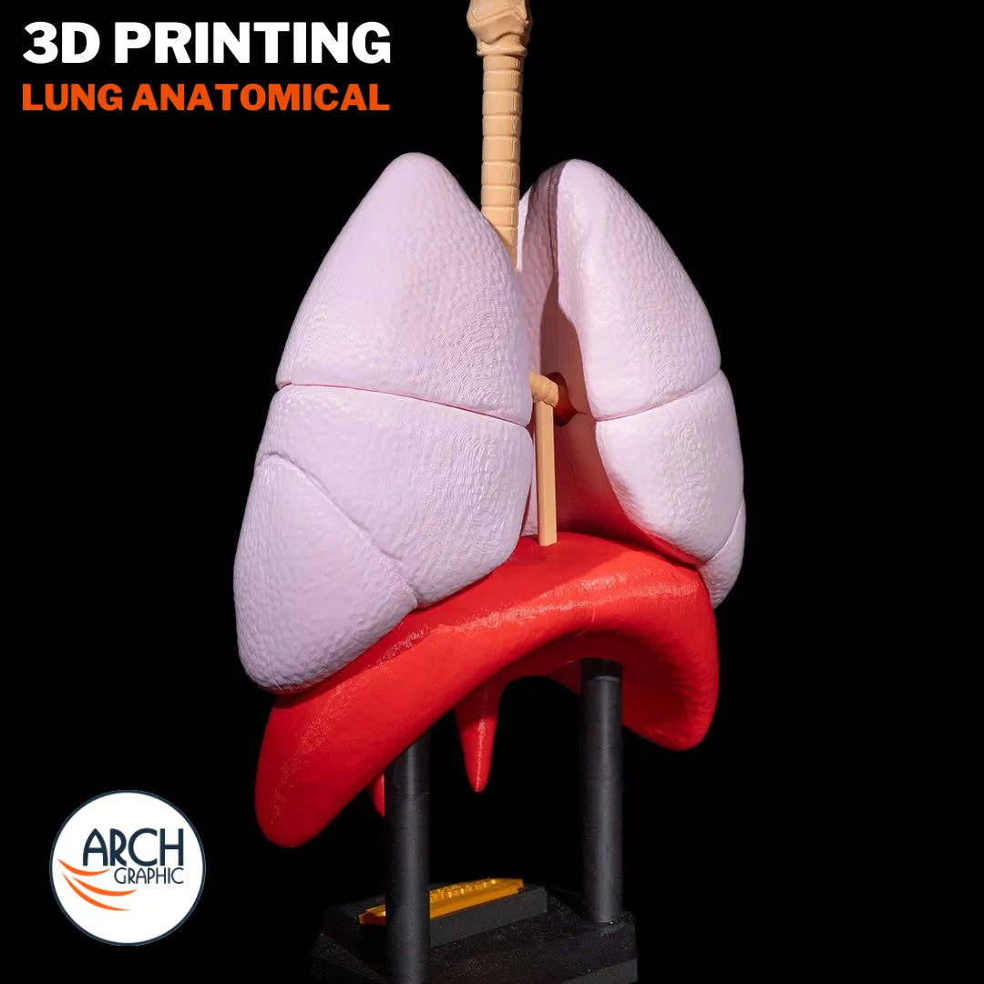 3D printed lung training model for anatomy lessons in schools, universities, and medical centers in UAE