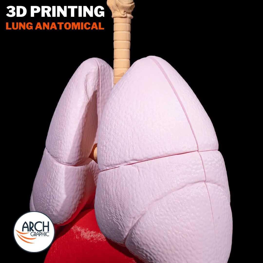 3D printed lung anatomical model with labeled sections for detailed medical training in UAE