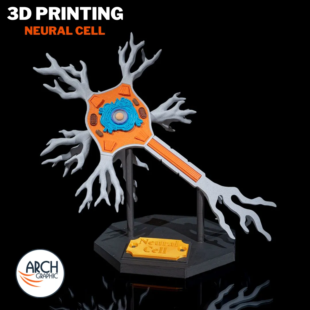 3D printed neural cell anatomical model for medical education and school projects in UAE