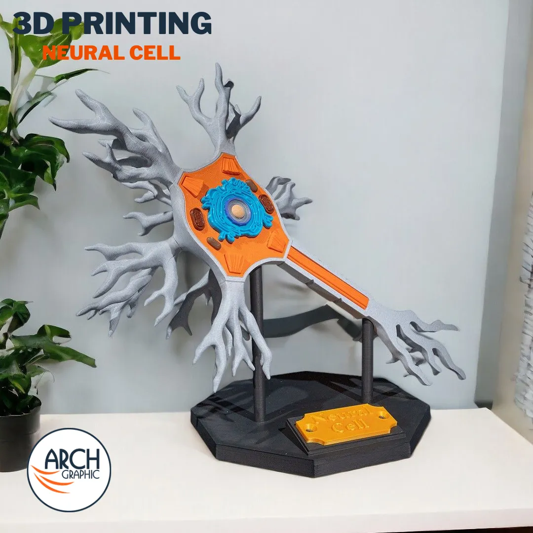 3D printed anatomical model of a neuron for medical training in UAE and Sharjah