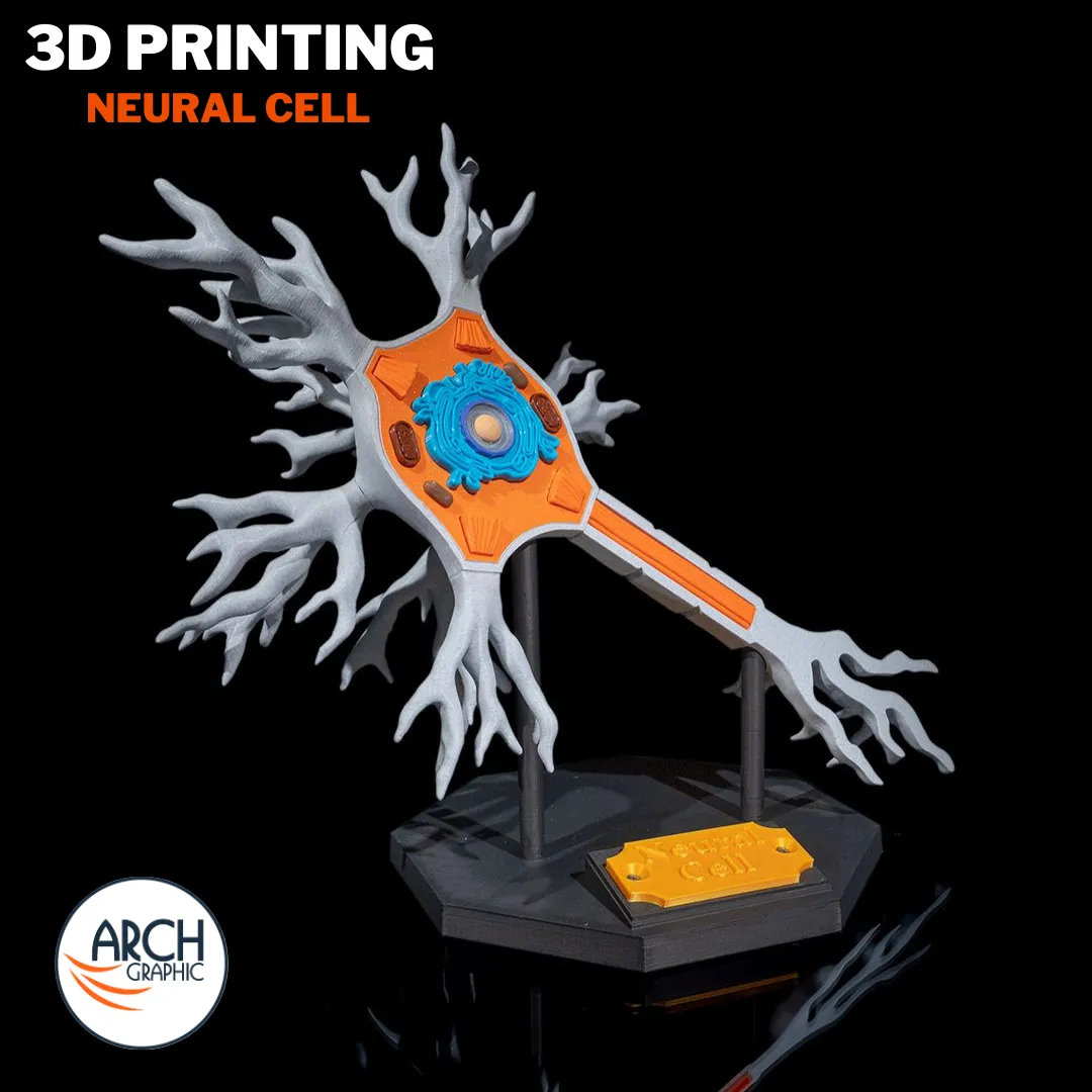3D printed neural cell training model for anatomy lessons in schools, universities, and medical centers in UAE