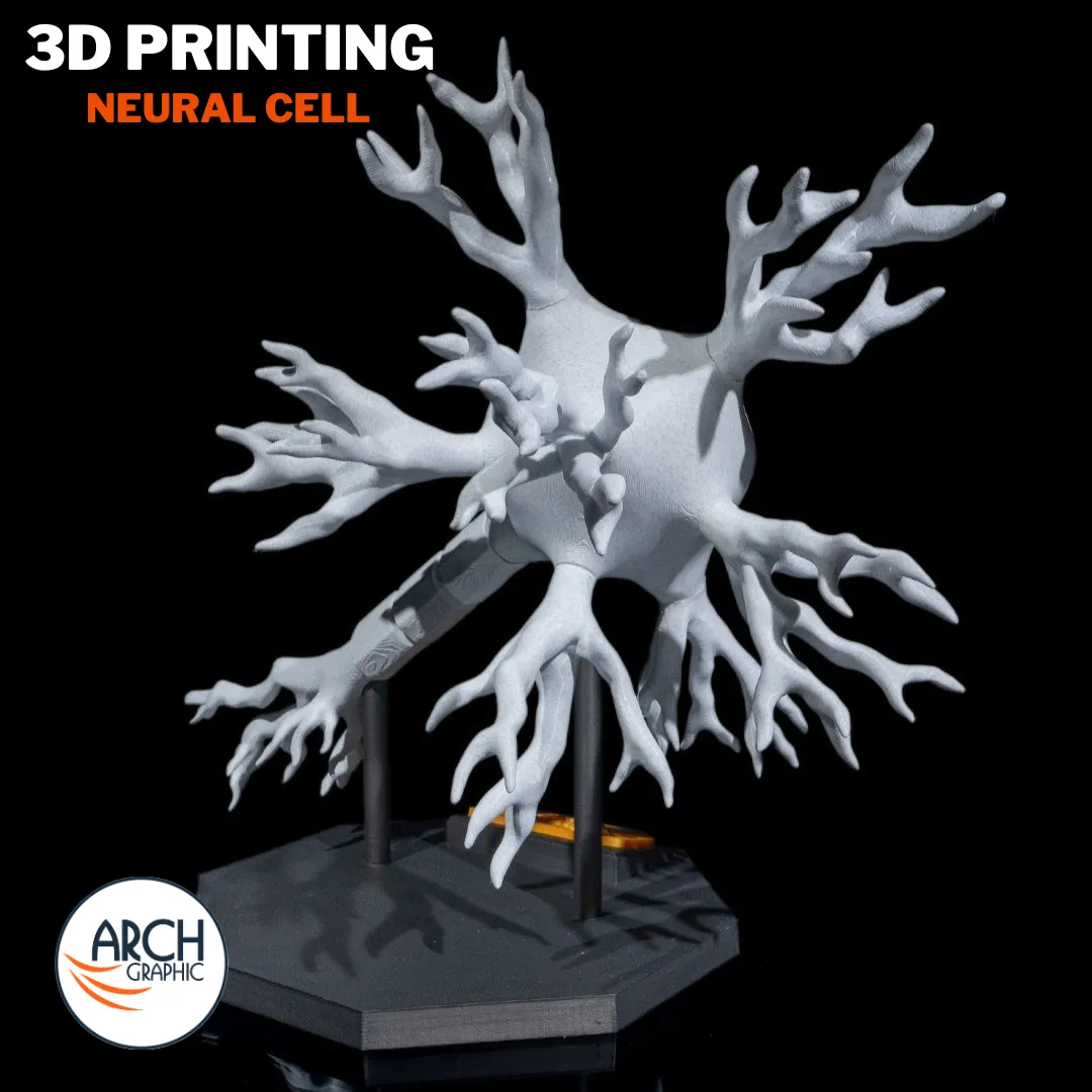 3D printed neural cell anatomical model with labeled structures for detailed neuroscience training in UAE