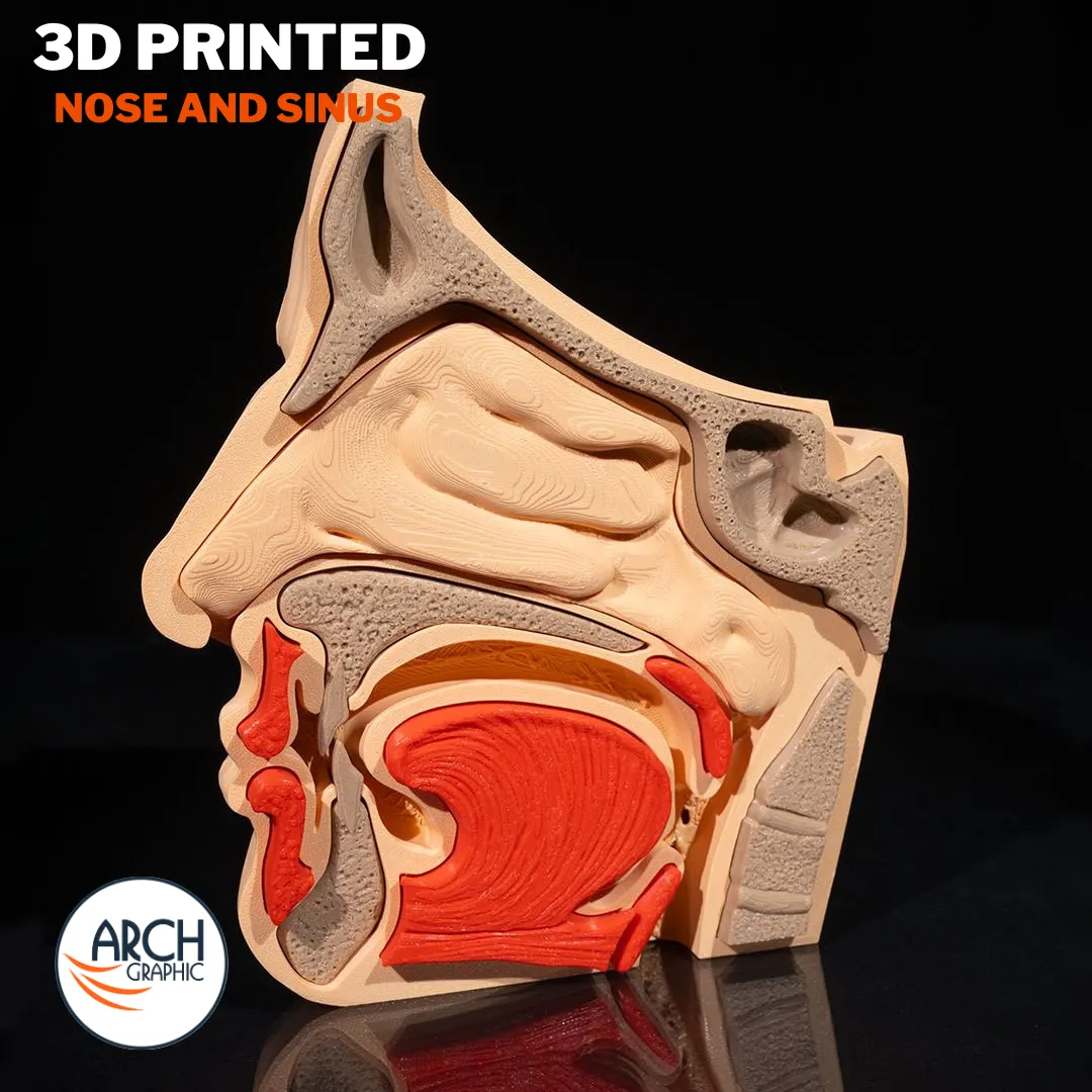 3D printed nose and sinus anatomical model for medical education and school projects in UAE